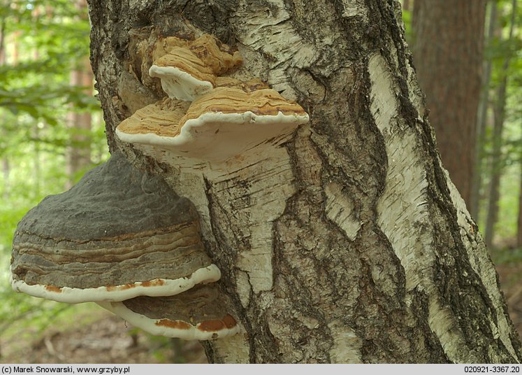 Fomes fomentarius (hubiak pospolity)