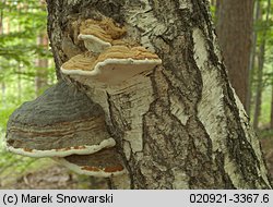 Fomes fomentarius (hubiak pospolity)