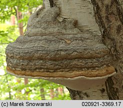 Fomes fomentarius (hubiak pospolity)