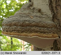 Fomes fomentarius (hubiak pospolity)