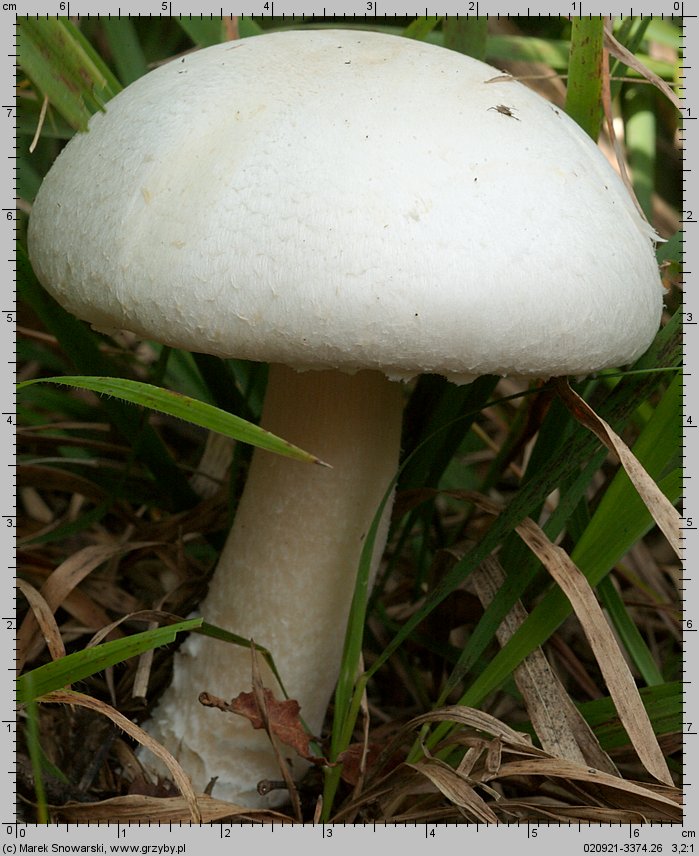 Agaricus arvensis (pieczarka biaława)