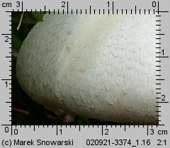 Agaricus arvensis (pieczarka biaława)