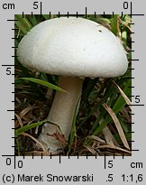 Agaricus arvensis (pieczarka biaława)