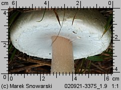 Agaricus arvensis (pieczarka biaława)