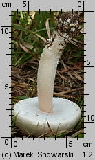 Agaricus arvensis (pieczarka biaława)