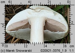 Agaricus arvensis (pieczarka biaława)