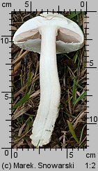 Agaricus arvensis (pieczarka biaława)