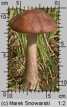 Leccinum scabrum (koźlarz babka)