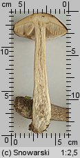 Leccinum scabrum (koźlarz babka)