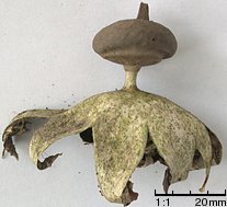 Geastrum pectinatum (gwiazdosz długoszyjkowy)