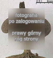 Geastrum pectinatum (gwiazdosz długoszyjkowy)