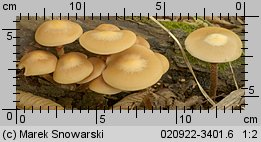 Kuehneromyces mutabilis (łuszczak zmienny)