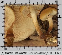 Kuehneromyces mutabilis (łuszczak zmienny)