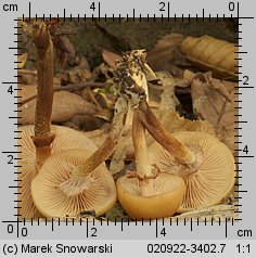 Kuehneromyces mutabilis (łuszczak zmienny)