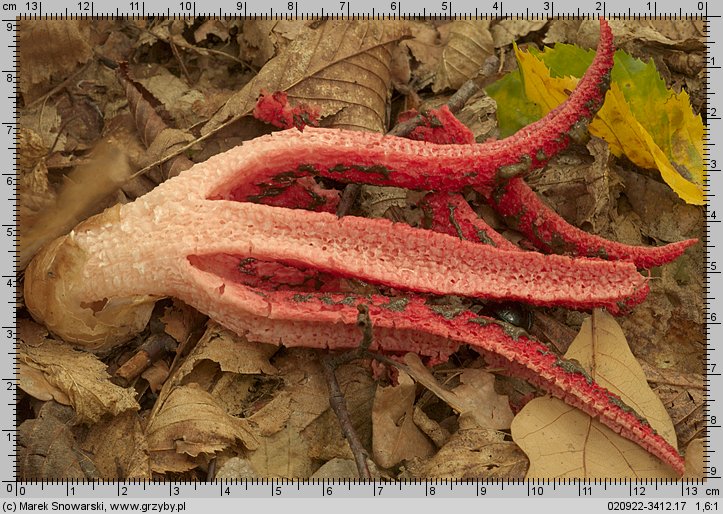 Clathrus archeri (okratek australijski)