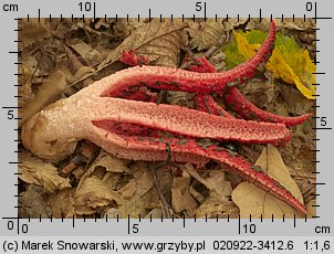 Clathrus archeri (okratek australijski)