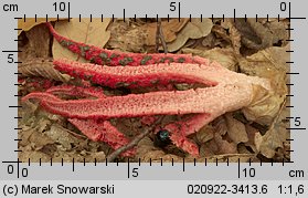 Clathrus archeri (okratek australijski)