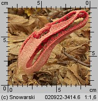 Clathrus archeri (okratek australijski)