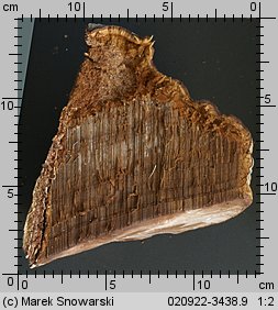 Fomes fomentarius (hubiak pospolity)