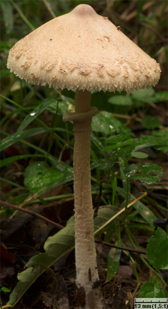 Macrolepiota mastoidea (czubajka sutkowata)