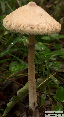 Macrolepiota mastoidea (czubajka sutkowata)