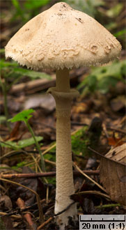 Macrolepiota mastoidea (czubajka sutkowata)