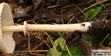 Macrolepiota mastoidea (czubajka sutkowata)