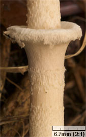 Macrolepiota mastoidea (czubajka sutkowata)