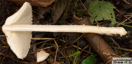 Macrolepiota mastoidea (czubajka sutkowata)