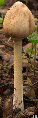 Macrolepiota mastoidea (czubajka sutkowata)