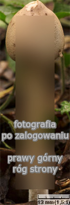 Macrolepiota mastoidea (czubajka sutkowata)