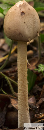 Macrolepiota mastoidea (czubajka sutkowata)