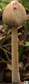 Macrolepiota mastoidea (czubajka sutkowata)