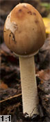 Macrolepiota mastoidea (czubajka sutkowata)