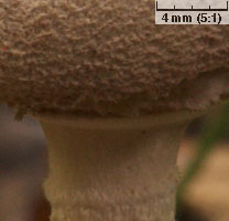 Macrolepiota mastoidea (czubajka sutkowata)