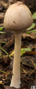 Macrolepiota mastoidea (czubajka sutkowata)