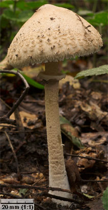 Macrolepiota mastoidea (czubajka sutkowata)