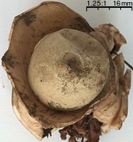 Geastrum triplex (gwiazdosz potrójny)