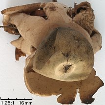 Geastrum triplex (gwiazdosz potrójny)