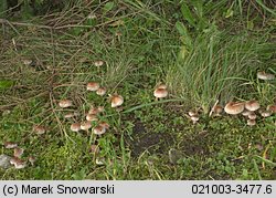 Hebeloma mesophaeum (włośnianka brunatna)