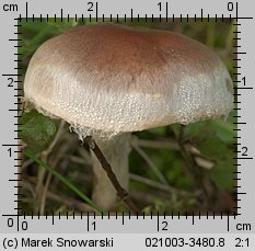 Hebeloma mesophaeum (włośnianka brunatna)