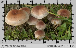 Hebeloma mesophaeum (włośnianka brunatna)