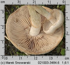 Hebeloma mesophaeum (włośnianka brunatna)