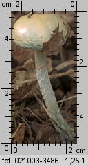 Stropharia caerulea (pierścieniak niebieskawy)