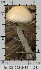 Stropharia caerulea (pierścieniak niebieskawy)