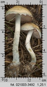 Stropharia caerulea (pierścieniak niebieskawy)