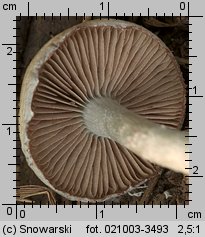 Stropharia caerulea (pierścieniak niebieskawy)