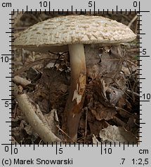 Chlorophyllum brunneum (czubajnik ogrodowy)