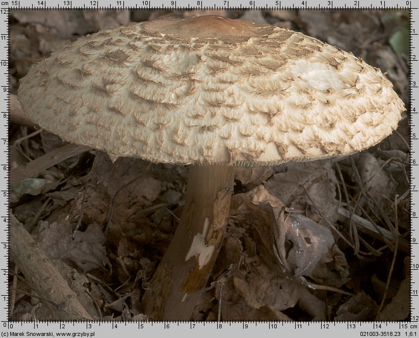 Chlorophyllum brunneum (czubajnik ogrodowy)