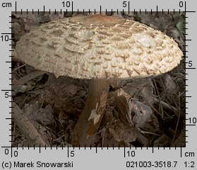 Chlorophyllum brunneum (czubajnik ogrodowy)